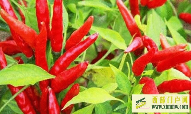 图说铜仁金秋时节“画”丰收(图1) 图说铜仁金秋时节“画”丰收(图1)