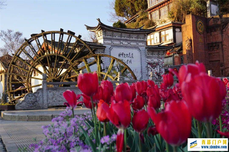 来过丽江,才知道丽江的春天有多美(图2) 来过丽江,才知道丽江的春天有多美(图2)