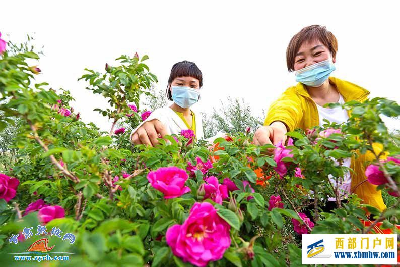 祁连山下千亩花飘香张掖山丹玫瑰附加产品热销北上广(图1) 祁连山下千亩花飘香张掖山丹玫瑰附加产品热销北上广(图1)