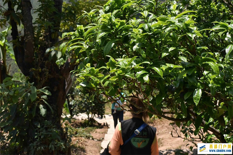 为什么说临沧“四小龙”是临沧茶叶发展的助推器?(图1) 为什么说临沧“四小龙”是临沧茶叶发展的助推器?(图1)