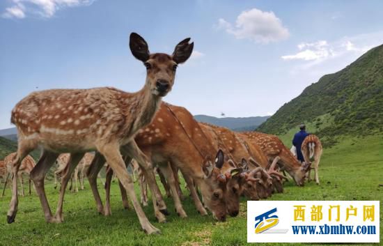 青海大通：人工驯养梅花鹿呆萌可爱(图1)