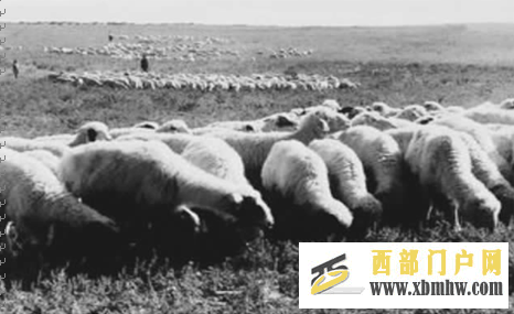 档案中的石嘴山系列小故事(五)——英德商人发羊财洋行林立石嘴山(图1) 档案中的石嘴山系列小故事(五)——英德商人发羊财洋行林立石嘴山(图1)