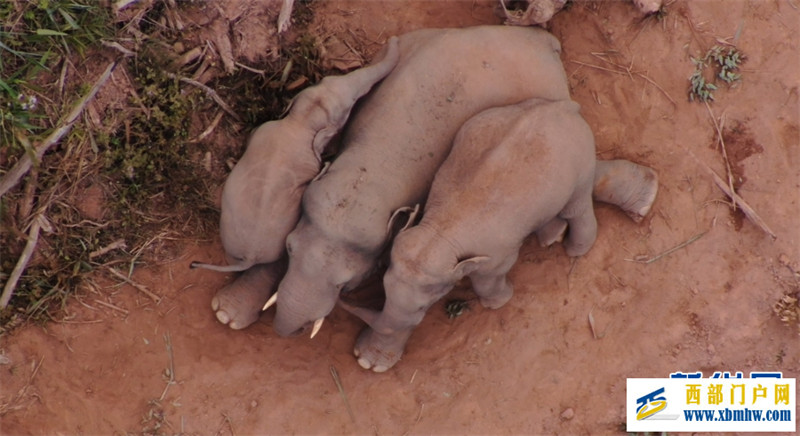 云南江城:野生亚洲象集体炫“团圆饭”(图3) 云南江城:野生亚洲象集体炫“团圆饭”(图3)