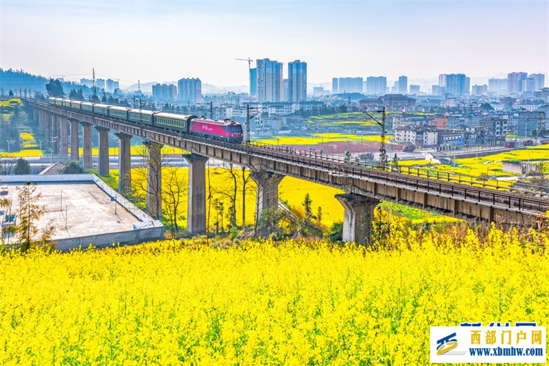 “赏花专列”开进云南罗平油菜花海(图4) “赏花专列”开进云南罗平油菜花海(图4)