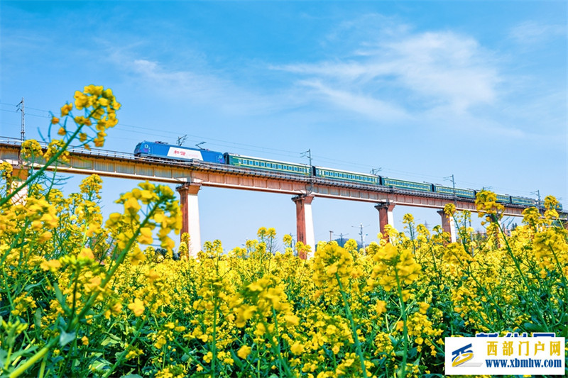 “赏花专列”开进云南罗平油菜花海(图8) “赏花专列”开进云南罗平油菜花海(图8)