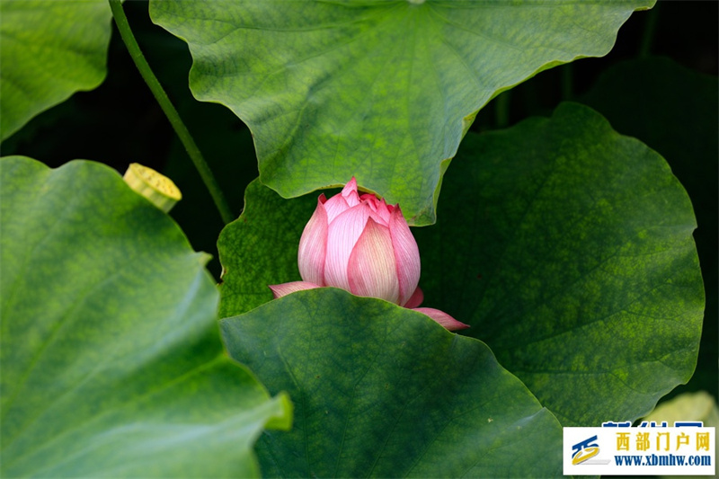 云南安宁:荷花盛开扮靓乡村(图1) 云南安宁:荷花盛开扮靓乡村(图1)