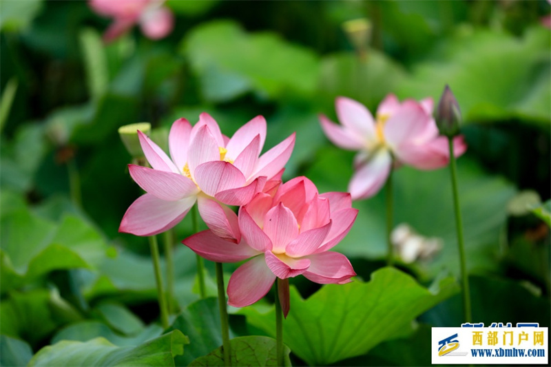 云南安宁:荷花盛开扮靓乡村(图5) 云南安宁:荷花盛开扮靓乡村(图5)