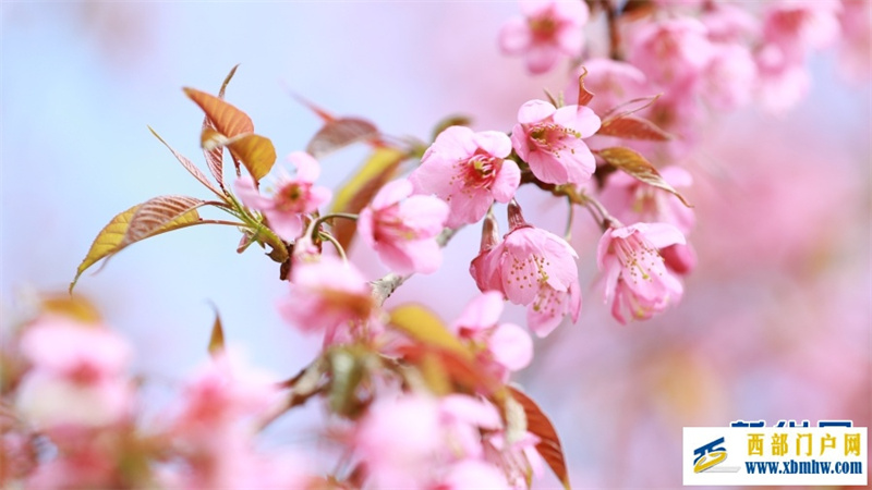 云南施甸:冬樱绽放美如画(图2) 云南施甸:冬樱绽放美如画(图2)