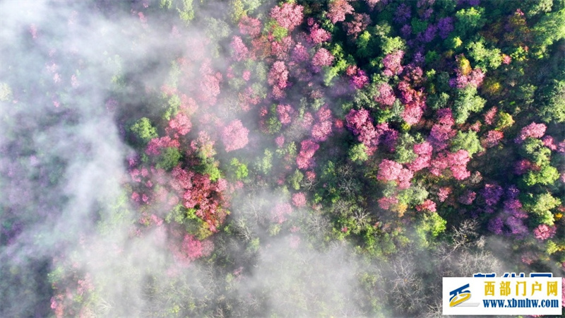 云南施甸:冬樱绽放美如画(图6) 云南施甸:冬樱绽放美如画(图6)