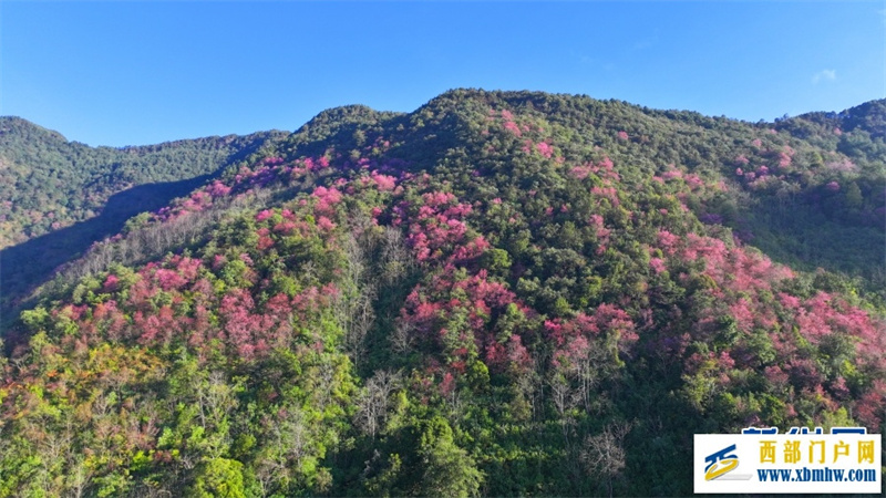 云南施甸:冬樱绽放美如画(图9) 云南施甸:冬樱绽放美如画(图9)