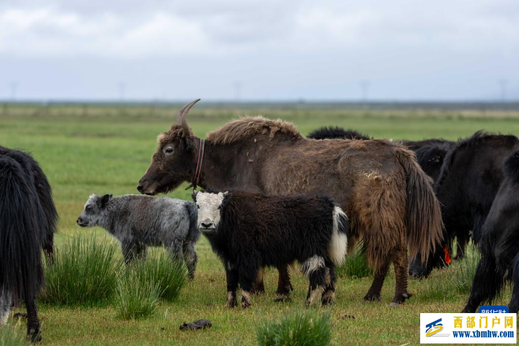辉煌60载 魅力新西藏｜玛旁雍错湿地展现盛夏生命力(图2)