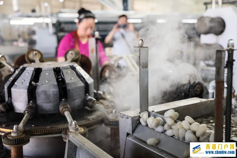 新疆乌苏：桑蚕茧产业拓宽乡村振兴新“丝”路(图3)