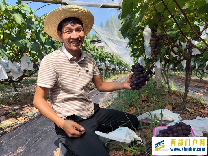 重庆巫山：三伏天里“甜蜜经济”火热上演(图1)