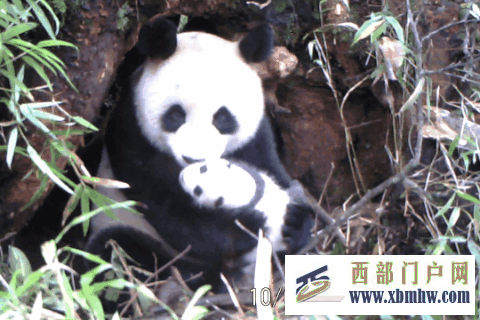 在成都｜从晨曦到夜色，感受生态之城的绿色脉搏(图6)