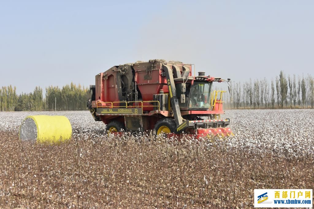 科技赋能丰收——新疆棉花采收一线见闻(图3)