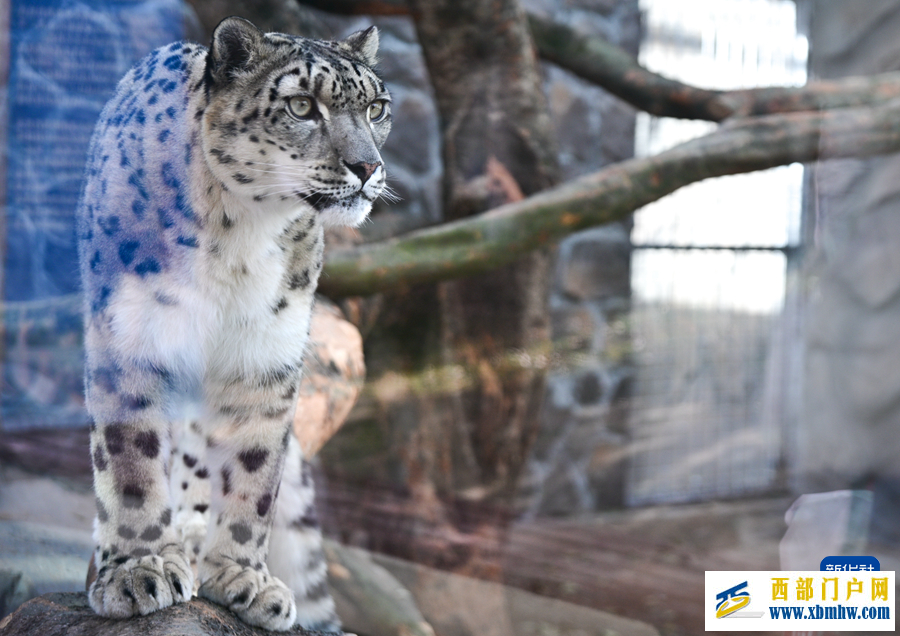 西宁野生动物园豹馆焕新改造完成(图9) 西宁野生动物园豹馆焕新改造完成(图9)