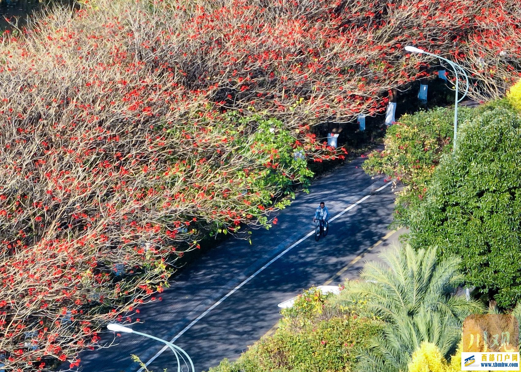 西昌邛海喊你来过“暖冬” 骑上单车闯入一片刺桐花海(图4)