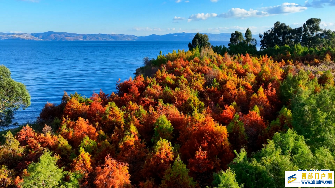 冬日抚仙湖:红杉灼灼 碧水悠悠(图3) 冬日抚仙湖:红杉灼灼 碧水悠悠(图3)