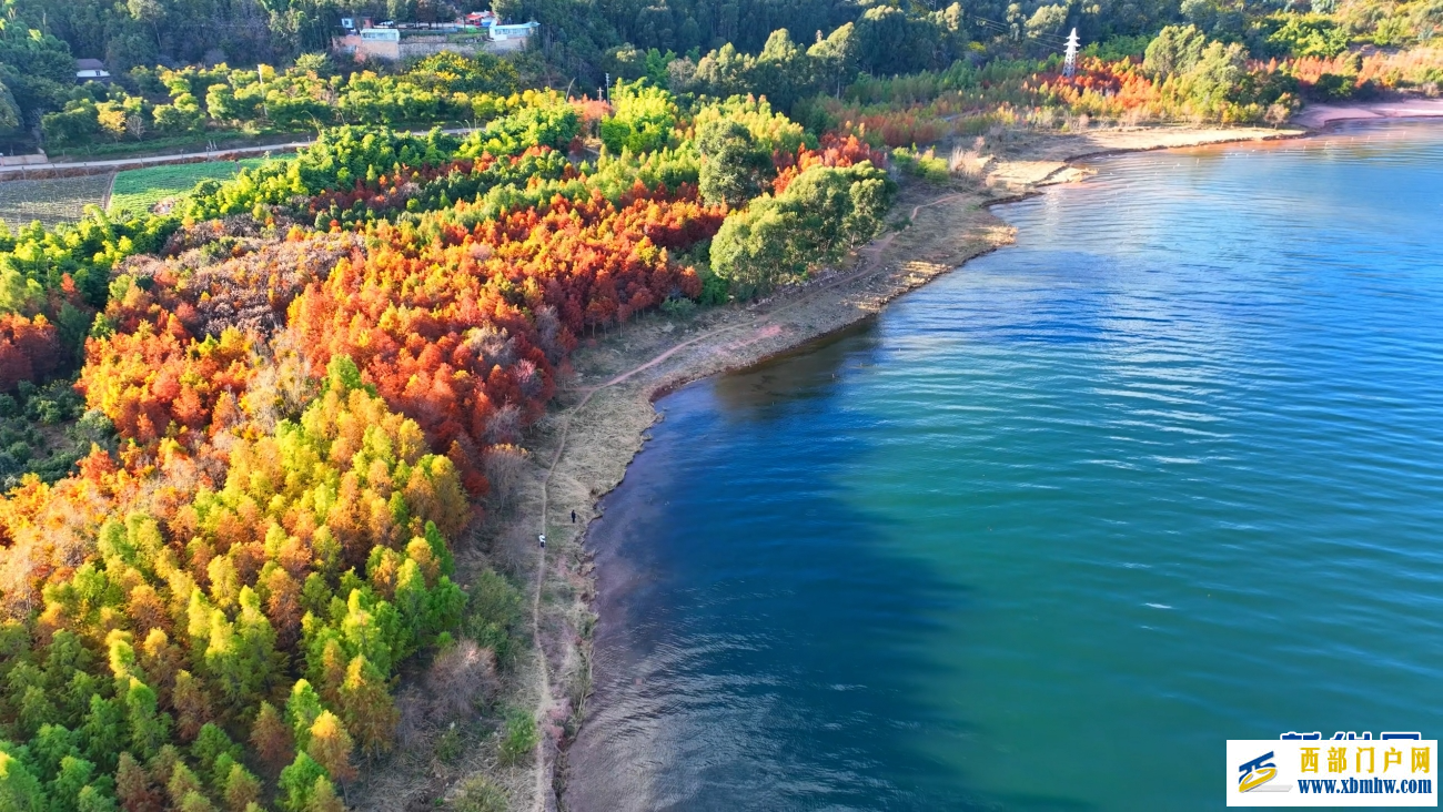 冬日抚仙湖:红杉灼灼 碧水悠悠(图4) 冬日抚仙湖:红杉灼灼 碧水悠悠(图4)