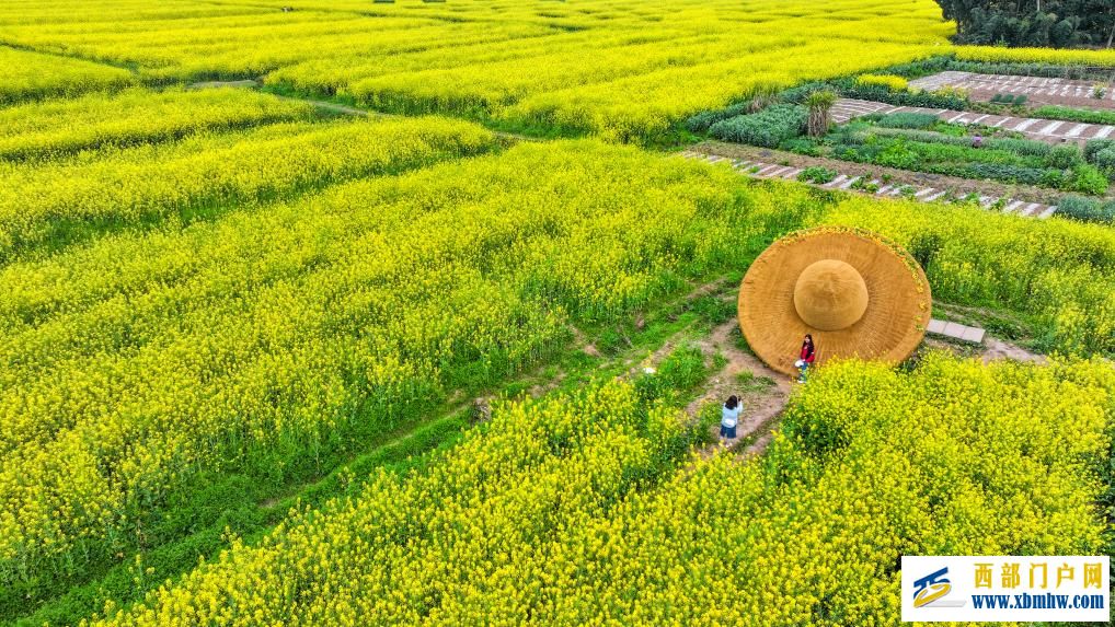重庆潼南：油菜花开迎客来(图4)