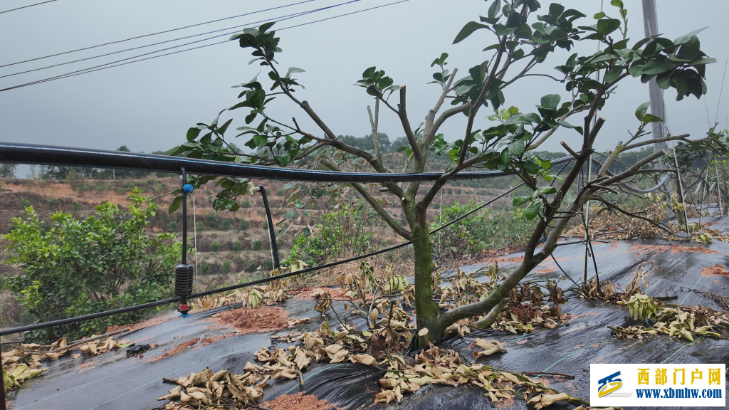 广西“果”然好| 提品质 延链条 强品牌——容县沙田柚的产业振兴密码(图3) 广西“果”然好| 提品质 延链条 强品牌——容县沙田柚的产业振兴密码(图3)