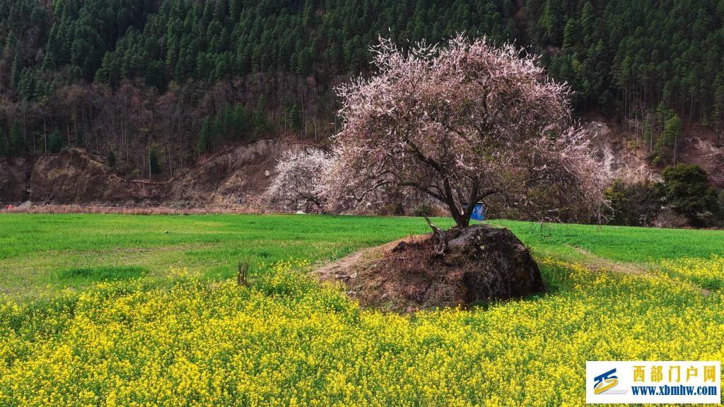 西藏白普隆沟：在漫天风雪中追寻春天(图1)