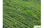 重庆丰都：千年茶乡抢春时